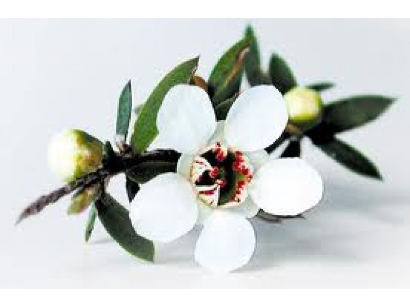 Manuka Essential Oil (Leptospermum scoparium)