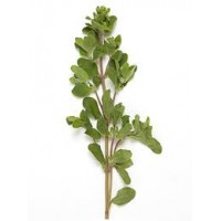 Marjoram, Sweet Origanum majorana L.