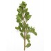 Marjoram, Sweet Origanum majorana L.