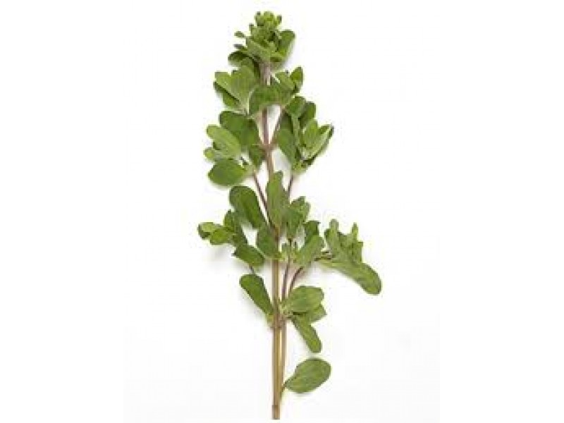 Marjoram, Sweet Origanum majorana L.