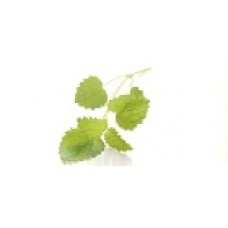 Melissa or Lemon Balm: Melissa officinalis L.