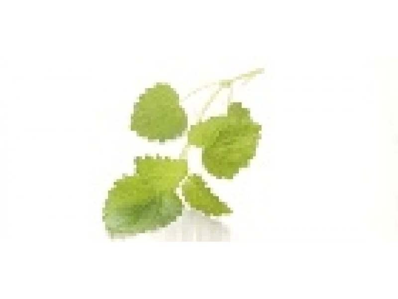 Melissa or Lemon Balm: Melissa officinalis L.