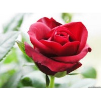 Rose, Damascus: Rosa damascaena Miller, Rosa centifolia L.