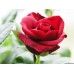 Rose, Damascus: Rosa damascaena Miller, Rosa centifolia L.