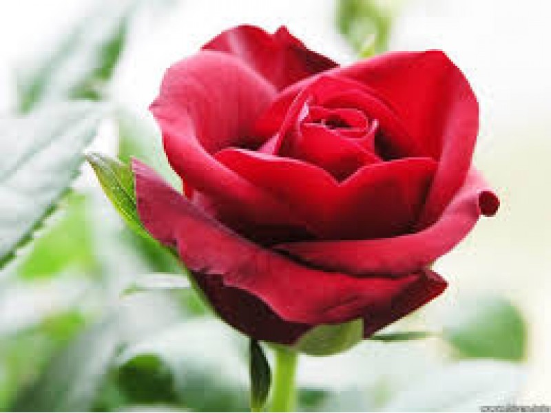 Rose, Damascus: Rosa damascaena Miller, Rosa centifolia L.