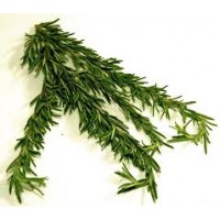 Rosemary, Spanish Camphor Rosmarinus officinalis L.