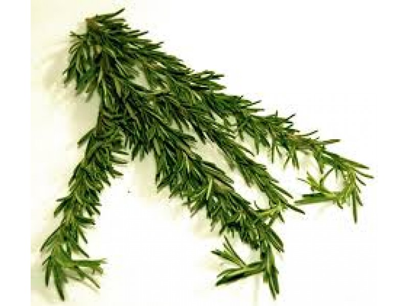 Rosemary, Spanish Camphor Rosmarinus officinalis L.