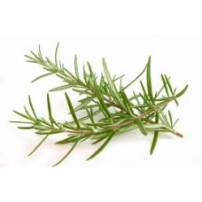 Rosemary, Bush Rosmarinus officinalis L.