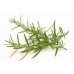 Rosemary, Bush Rosmarinus officinalis L.