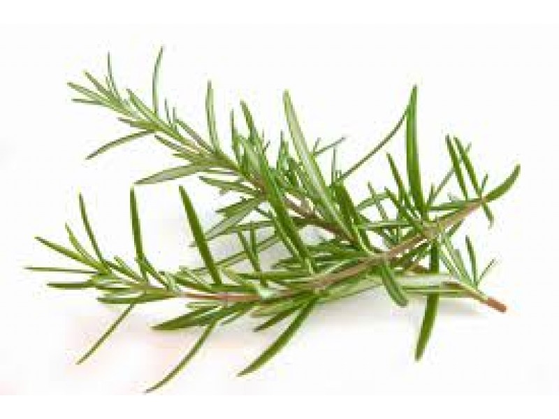 Rosemary, Bush Rosmarinus officinalis L.