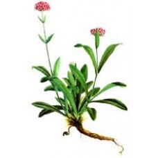 Nard or Spikenard Essential Oil (Nardostachys jatamansi)