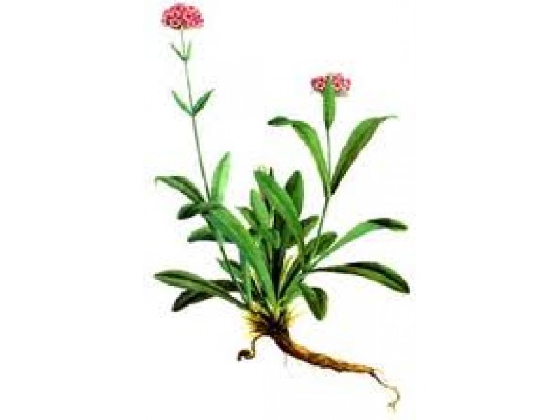 Nard or Spikenard Essential Oil (Nardostachys jatamansi)