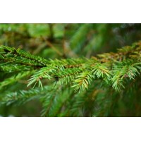 Spruce, Black: Picea Mariana Miller, Prel.