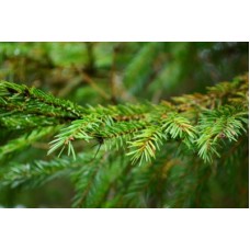 Spruce, Black: Picea Mariana Miller, Prel.