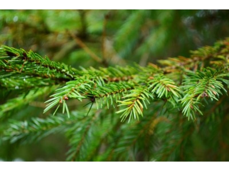 Spruce, Black: Picea Mariana Miller, Prel.