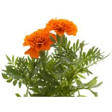 Tagetes: Tagetes minutus L., T. glanduliferus Schrank