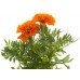 Tagetes: Tagetes minutus L., T. glanduliferus Schrank