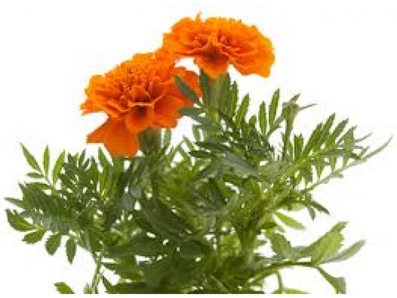 Tagetes: Tagetes minutus L., T. glanduliferus Schrank