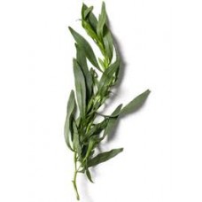 Tarragon: Artemisia dracunculus L.