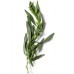 Tarragon: Artemisia dracunculus L.