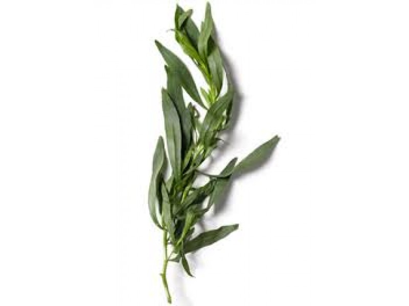 Tarragon: Artemisia dracunculus L.