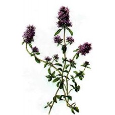 Thyme, Wild: Thymus serpyllum L.