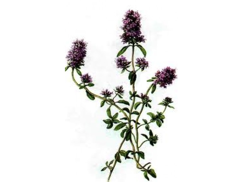 Thyme, Wild: Thymus serpyllum L.