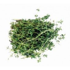 Thyme, Mild Provence Thymus vulgaris L. (Thujanol)