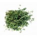 Thyme, Mild Provence Thymus vulgaris L. (Thujanol)