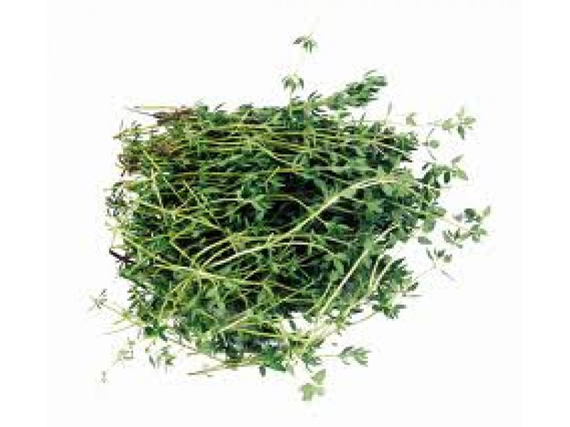 Thyme, Mild Provence Thymus vulgaris L. (Thujanol)