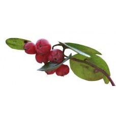 Wintergreen: Gaultheria fragrantissima Wall