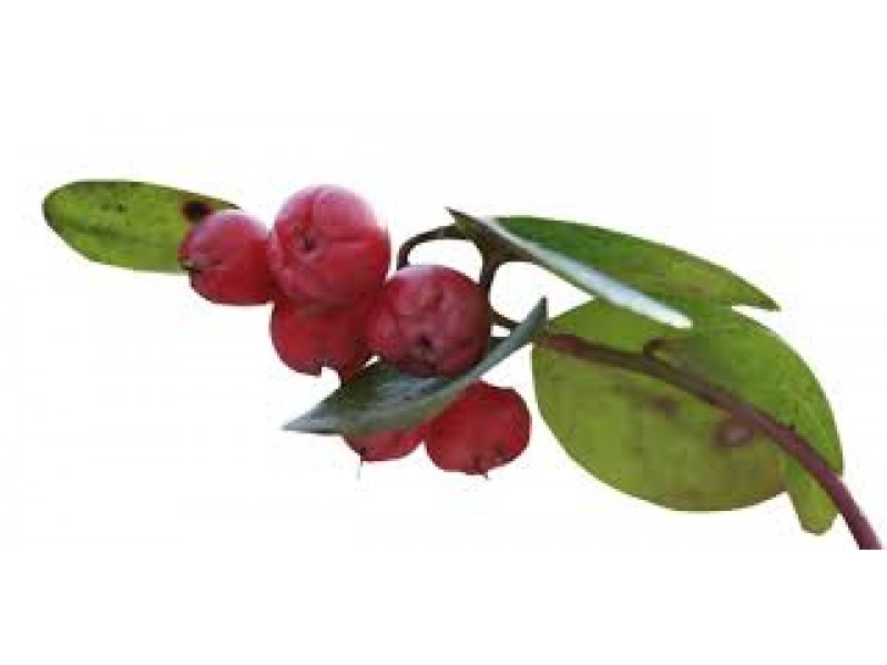 Wintergreen: Gaultheria fragrantissima Wall