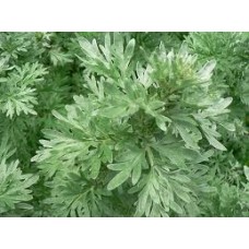 Wormwood: Artemisisa absinthium L.