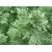 Wormwood: Artemisisa absinthium L.