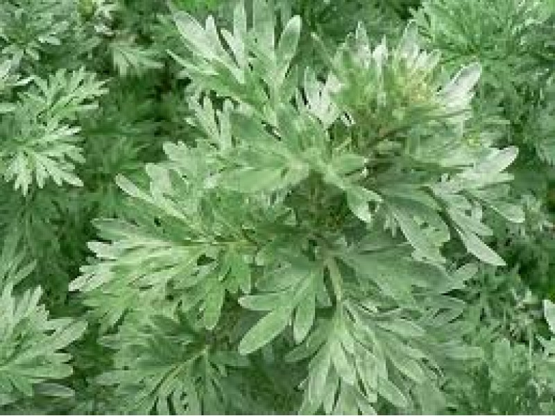 Wormwood: Artemisisa absinthium L.