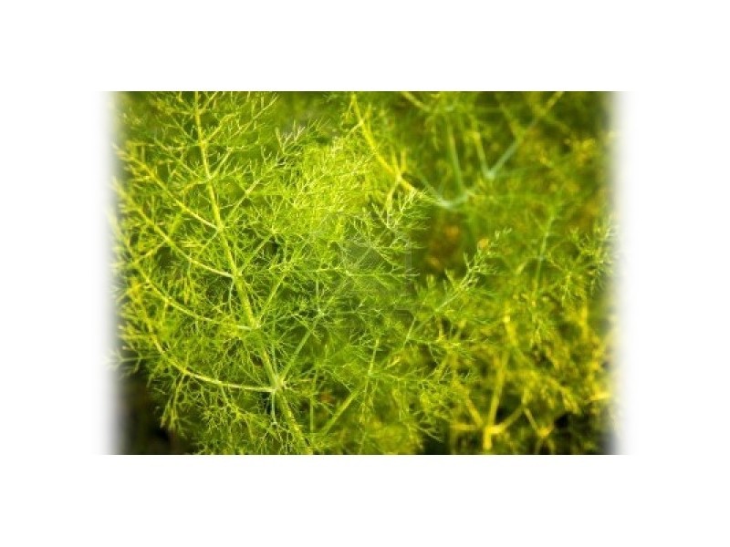 Anise Green, Pimpinella anisum L.