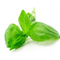 Basil (Large Leaf) Essential Oil  (Ocimum basilicum) 
