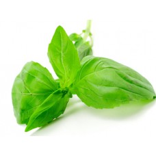 Basil, Large-Leafed: Ocimum basilicum album