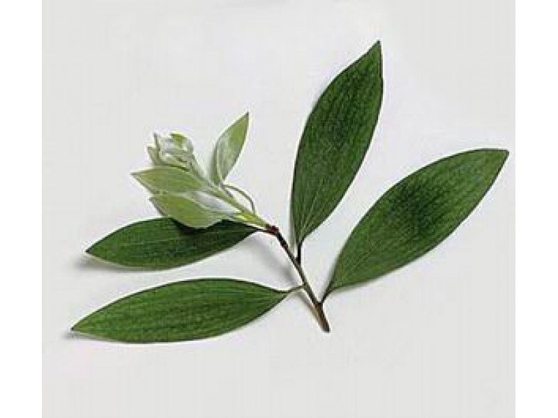 Cajeput: Melaleuca leucadendron Pow.