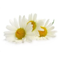 Chamomile: Anthemis nobilis, Organic