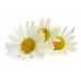 Chamomile: Anthemis nobilis, Organic