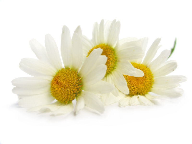 Chamomile: Anthemis nobilis, Organic