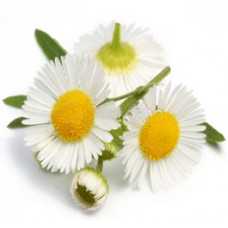 Chamomile: True or German, Matricaria Chamomilla L.