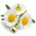 Chamomile: True or German, Matricaria Chamomilla L.