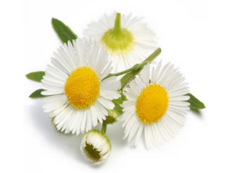 Chamomile: True or German, Matricaria Chamomilla L.