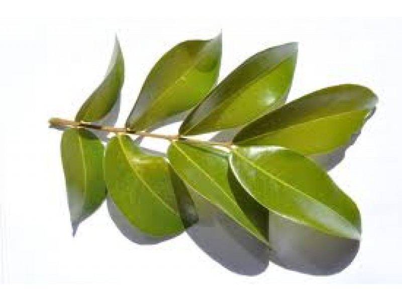 Copaiba, Copaifera martii hayne