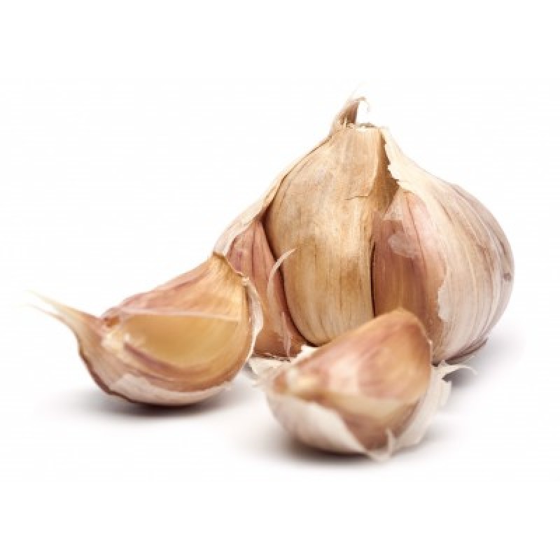 Garlic, Allium sativum ssp ursinum