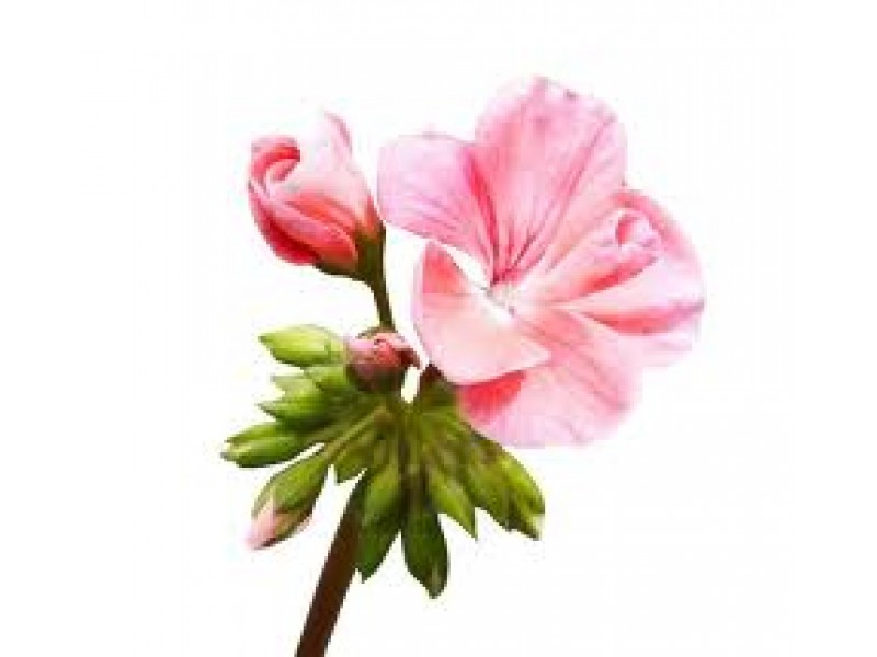 Geranium Bourbon Essential Oil (Pelargonium x asperum Ehr)