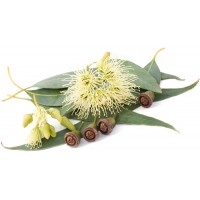 Eucalyptus Smithii: