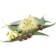 Eucalyptus Smithii: